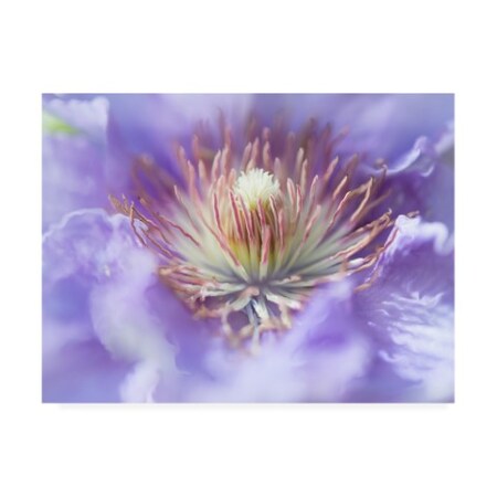 Trademark Fine Art Gillian Hunt 'Heart Of The Camelia I' Canvas Art, 24x32 WAG13723-C2432GG
